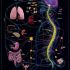 Nervous system care